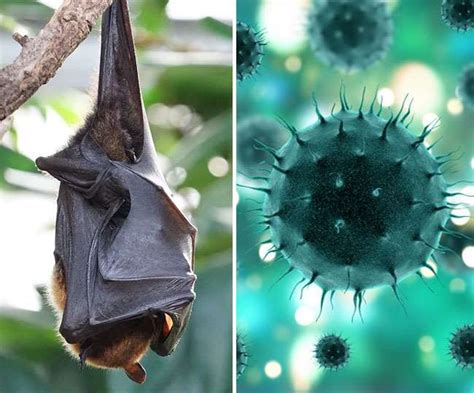 who are the bat in china that caused corona